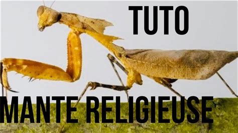 Comment elever une mante religieuse 